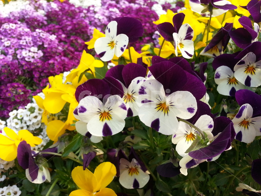 plant,식물,flower,꽃,blossom
