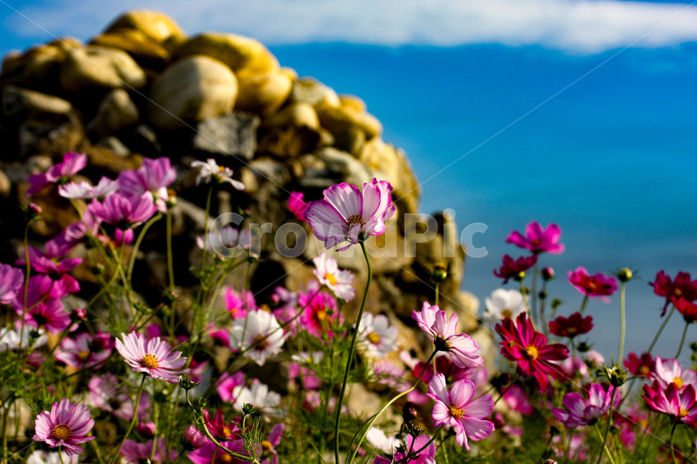 코스모스,하늘,꽃,가을,감성,가을,계절,fall,autumn,season,식물,자연,plants,nature,꽃,flower,blossom,geranium,제라늄,plant