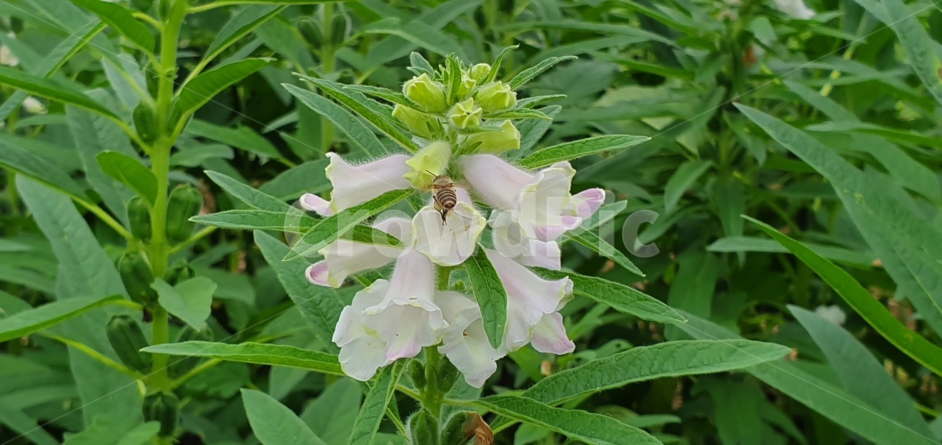 꽃,벌,자연,식물,flower,bee,nature,plants