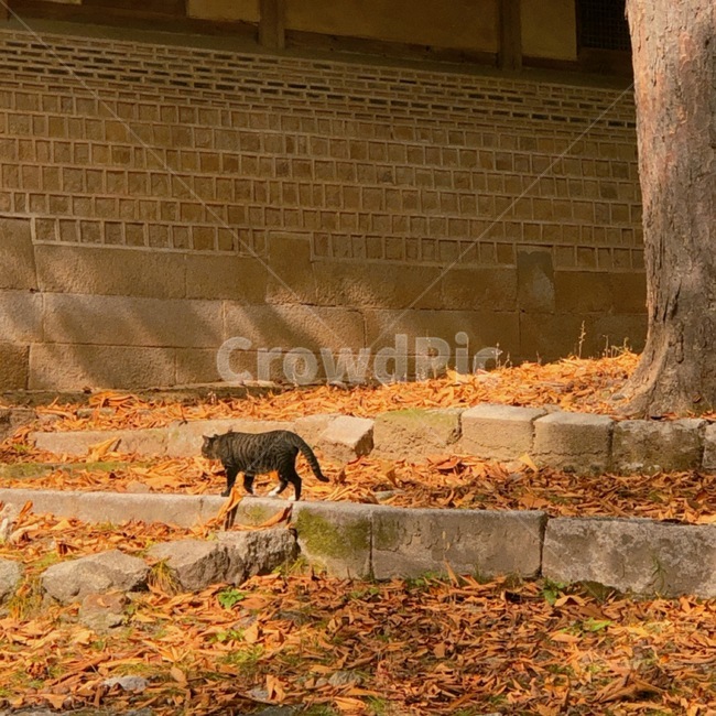 changdeokgungpalace,창덕궁,창덕궁후원,한국관광지,유명관광지,한국궁궐,풍경,경치,낙엽,가을,계절,fall,autumn,season,동물,animal,포유류,mammal,고양이,cat,kitten,kitty
