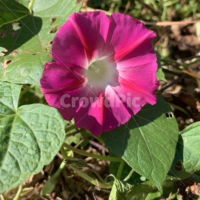 geranium,flower,꽃,plant,식물,나팔꽃,blossom,식물,자연,plants,nature,꽃,flower