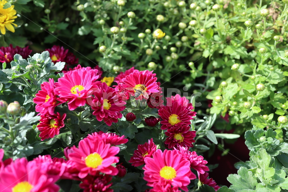 꿀벌,벌,꽃,식물,자연,식물,자연,plants,nature,꽃,flower,동물,animal,곤충,벌레,insect,bug