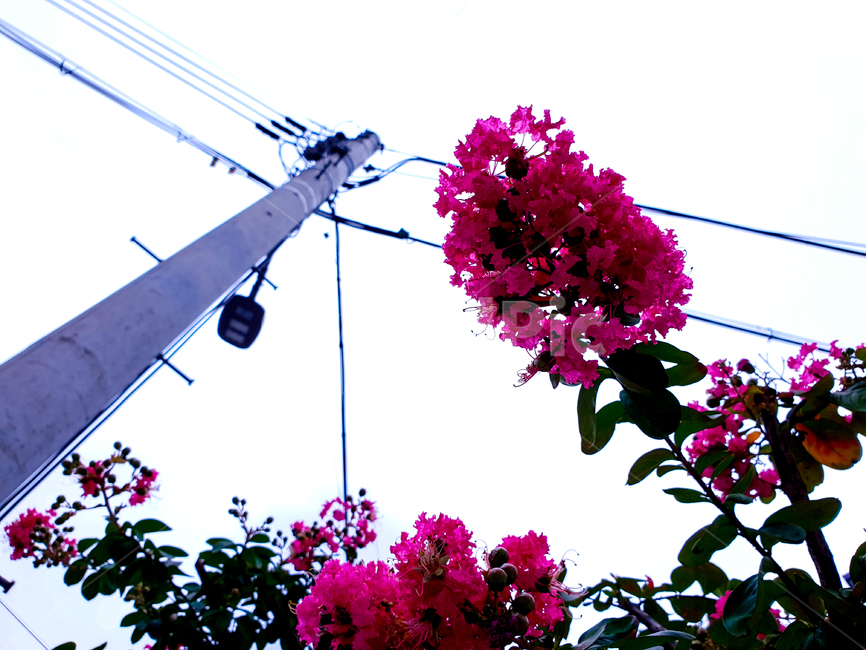 꽃,전봇대,하늘,식물,풍경,flower,sky,plant,landscape,식물,자연,plants,nature,꽃,flower