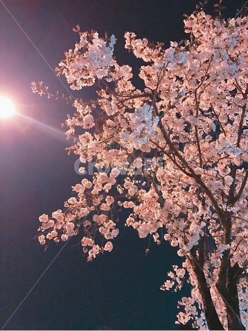 봄,밤,밤하늘,봄하늘,벚꽃,벚꽃나무,꽃,벚꽃축제,축제,향기,나무,봄,계절,spring,season,야경,밤,풍경,nightscape,night,landscape,식물,자연,plants,nature,꽃,flower,나무,trees,wood,plant,blossom