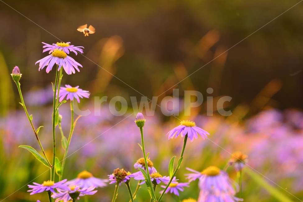 가을,국화,아웃포커스,가을꽃,꽃,플라워,flowers,plants,식물,가을분위기,가을느낌,국화과,벌개미취,보라색꽃,배경흐림,계절,시즌,늦가을,leaf,season,maple,시안,디자인,디자이너,출판,편집,책자,서적,사보,카다로그,콘텐츠,리플렛,브로셔,컨셉,콘셉,컨셉트,모바일,팝업,전단,광고,색감,칼라풀,아름다운,뷰티풀,beautiful,sns,ebook,웹,마케팅,마켓팅,감성,필,느낌,서정,autumn,fall,red,color,emotion,feeling,11월,10월,곤충,벌,가을,계절,fall,autumn,season,식물,자연,plants,nature,꽃,flower,동물,animal,곤충,벌레,insect,bug,휴식,힐링,rest,relaxation,healing,plant,daisies,데이지,blossom,daisy