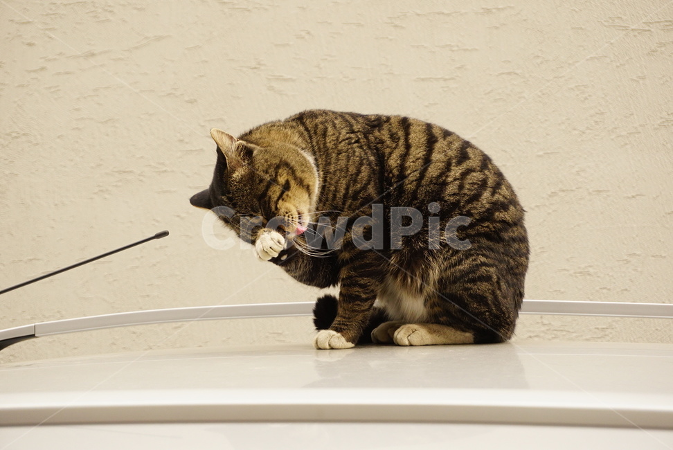 고양이,cat,한국고양이,길거리고양이,동물,애완동물,동물,animal,포유류,mammal,고양이,cat,kitten,kitty