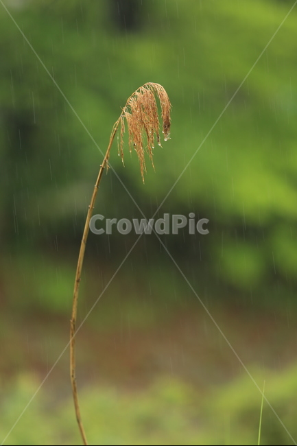 봄비,빗방울,풋풋함,연두,산뜻함,나뭇잎,시원함,봄,식물,자연,plants,nature