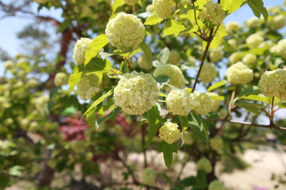 수국,hydrangea,꽃,flower,green,plant,식물