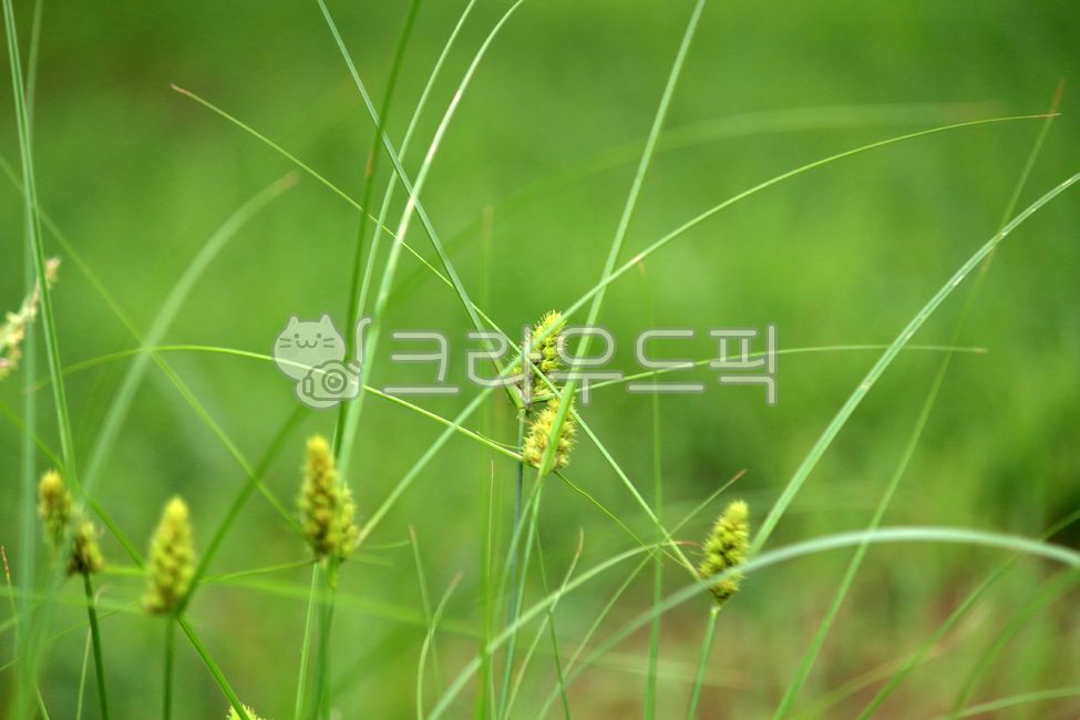 식물, plant, 사초과, 괭이사초, 풀, 사진,이미지,일러스트,캘리그라피 - benjamin작가