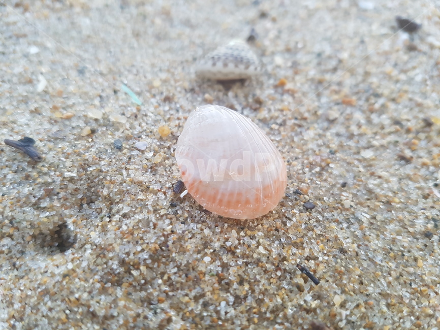 조개,해안가,바다,seashell,sea