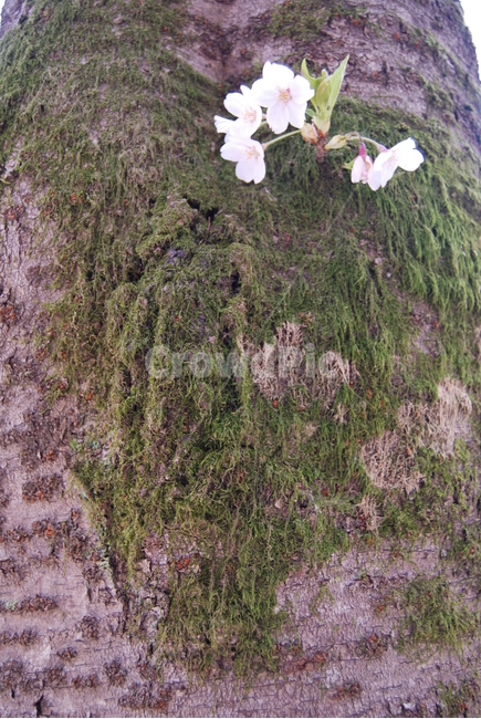 나무,꽃,식물,자연,봄,봄,계절,spring,season,식물,자연,plants,nature,꽃,flower