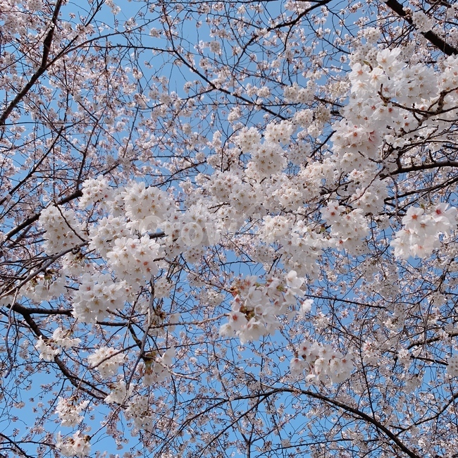 벚꽃,봄,벚꽃놀이,spring,꽃,봄하늘,하늘
