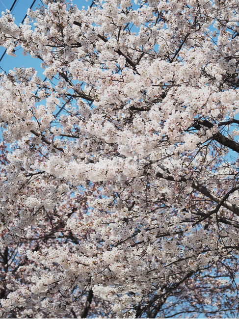 봄,벚꽃,하늘,flower,blossom,plant,식물,꽃