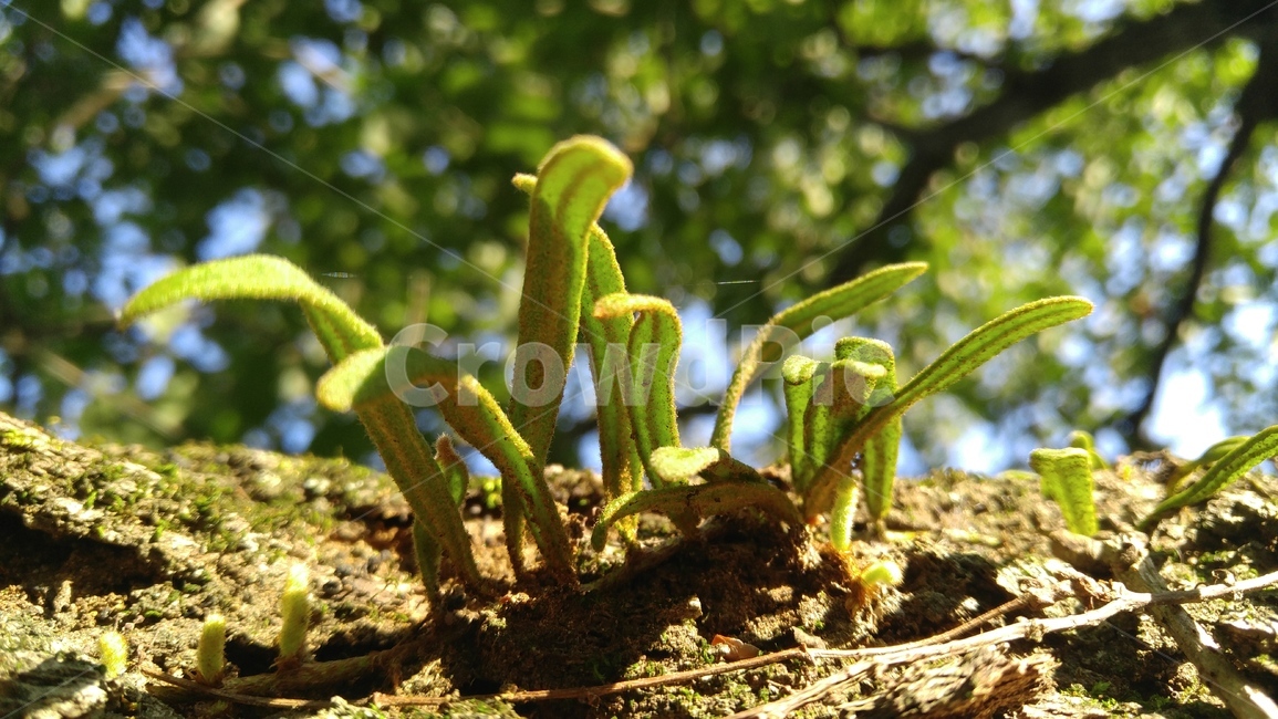 기생식물,식물,연두색,녹색,소나무,나무,소나무껍질,갈색,parasiticplant,plants,green,pine,tree,pinebark,peel,brown