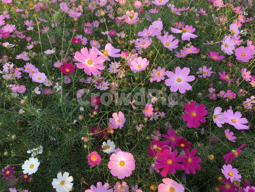 코스모스,꽃,가을꽃,꽃밭,코스모스밭,가을,계절,fall,autumn,season,식물,자연,plants,nature,꽃,flower,plant,daisies,데이지,blossom,daisy,petal,꽃잎