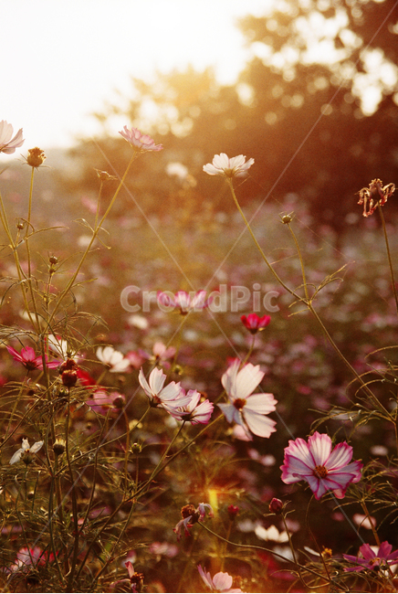 코스모스,가을,노을,꽃,식물,빛,가을,계절,fall,autumn,season,식물,자연,plants,nature,꽃,flower,plant,blossom,daisy,데이지,daisies