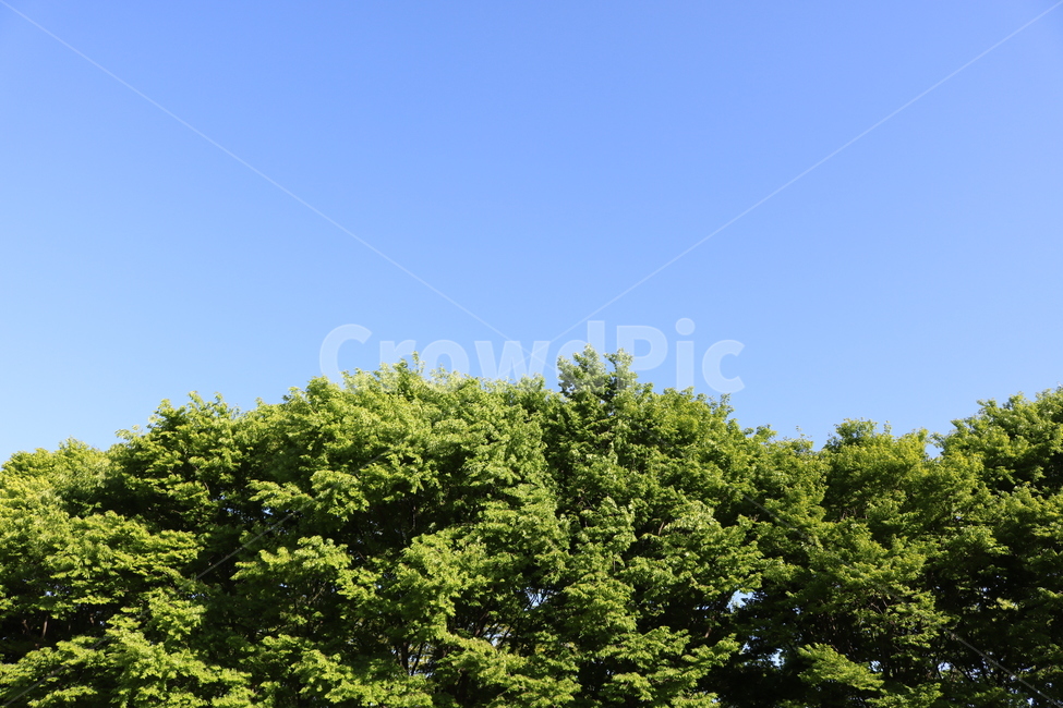 나무,식물,초목,하늘,자연,자연,풍경,nature,landscape