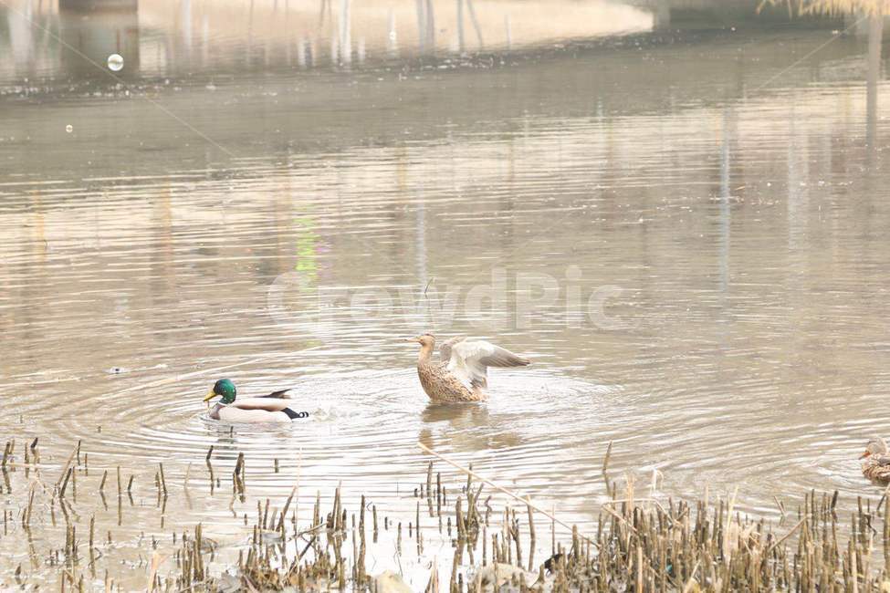 오리,연못,duck,pond,야생동물,동물,animal,조류,새,birds