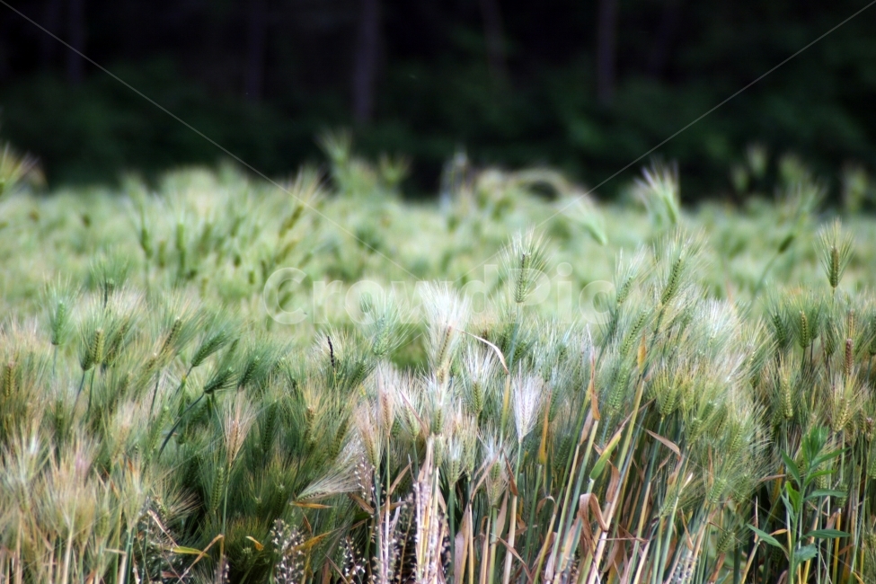 청보리,여행,시골,보리,보리밭,봄,식물,자연,plants,nature
