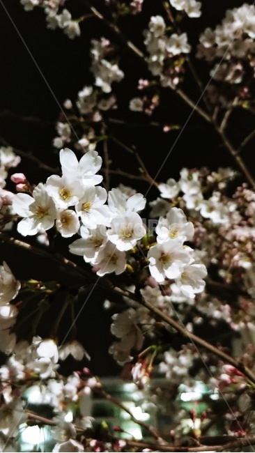 벚꽃,꽃,식물,flower,blossom,cherryblossom,plant,나무,하얀색꽃,하얀색,산,자연,공원,봄,계절,감성,분위기,벚꽃축제,꽃잎,봄꽃
