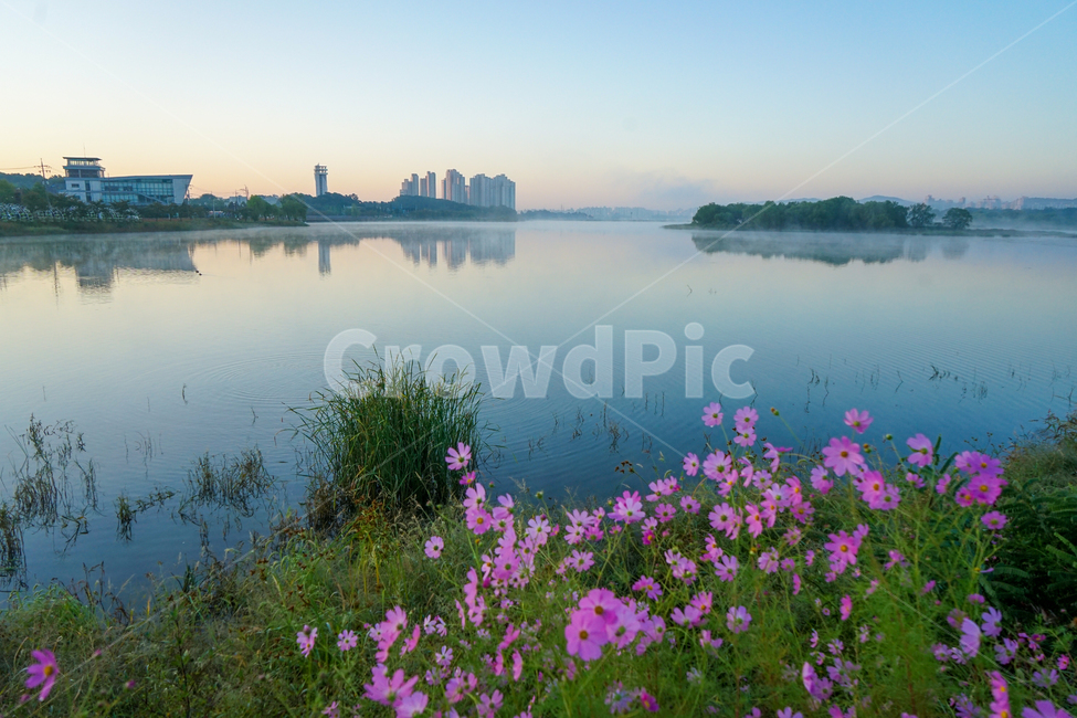 호수,저수지,꽃,야생화,가을,코스모스,자연,풍경,nature,landscape,도시,city,water,물,outdoors,옥외