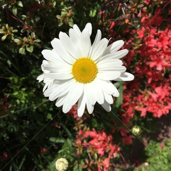 꽃,들꽃,하얀꽃,flower,wildflower