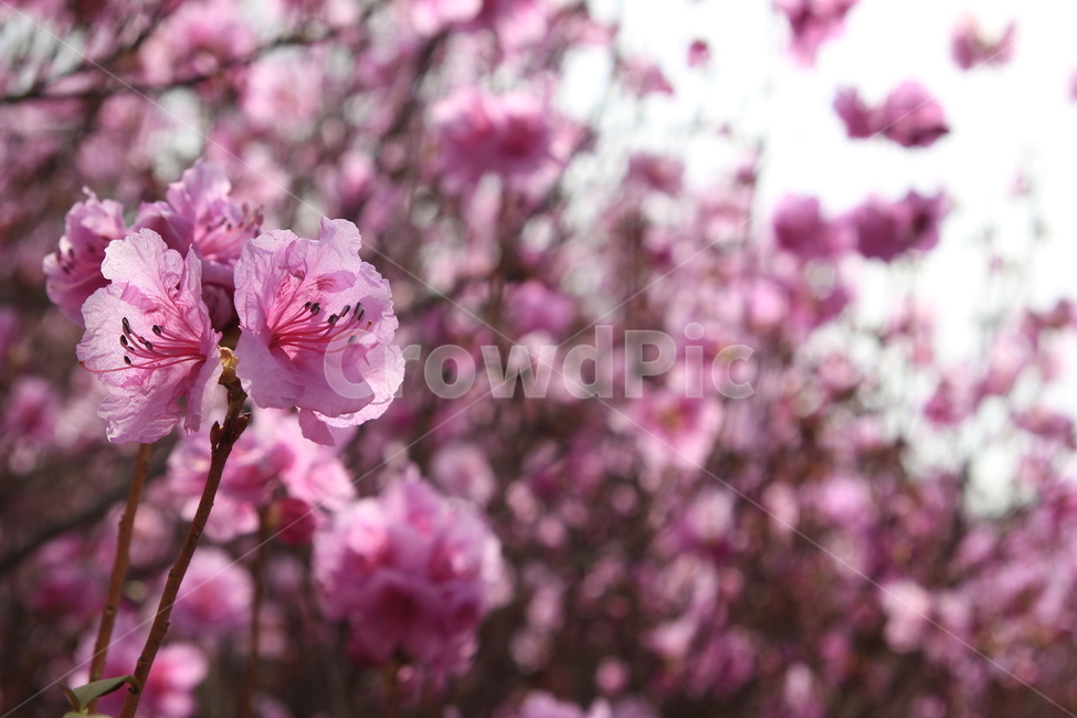 꽃,봄,진달래,분홍,flower,spring,pink,봄,계절,spring,season,식물,자연,plants,nature,꽃,flower,plant,blossom