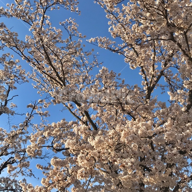 벚꽃,봄,나무,하늘,분홍색,blossom,flower,cherryblossom,plant,식물,꽃