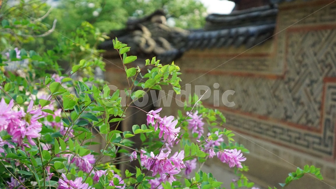 철쭉,덕수궁,봄,돌담길,진달래,전통,궁궐,deoksugung,royalazalea,blossom,stonewall,꽃,꽃사진,분홍꽃,봄꽃,식물,자연,자연사진,감성풍경,힐링,평온,여유,꽃배경,야외,정원,초록,잎사귀,가지,봄감성,자연풍경,한국전통,한옥,전통건축,한국문화,동양미,아시아문화,감성배경,여행사진,한국여행,조용한분위기,식물,자연,plants,nature,꽃,flower