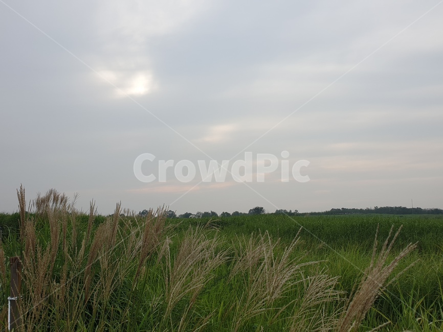 grass,plant,식물,잔디,lawn