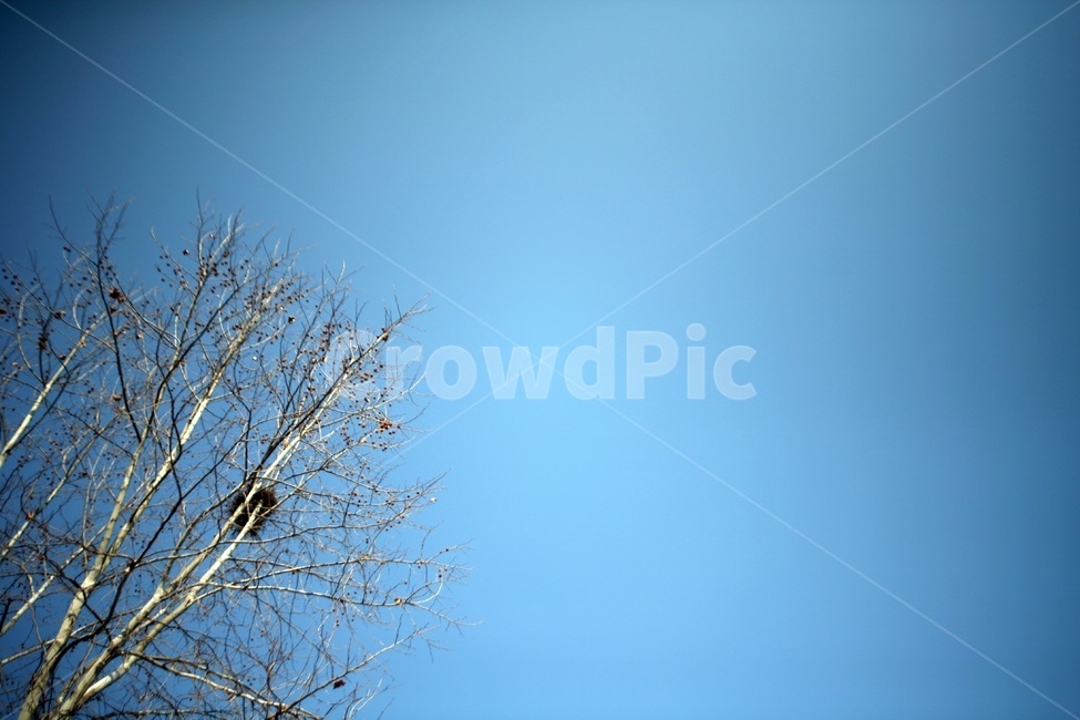 하늘,비네팅,겨울,나무,새집,plant,식물,tree,nature,자연,outdoors,옥외,식물,자연,plants,nature,나무,trees,wood