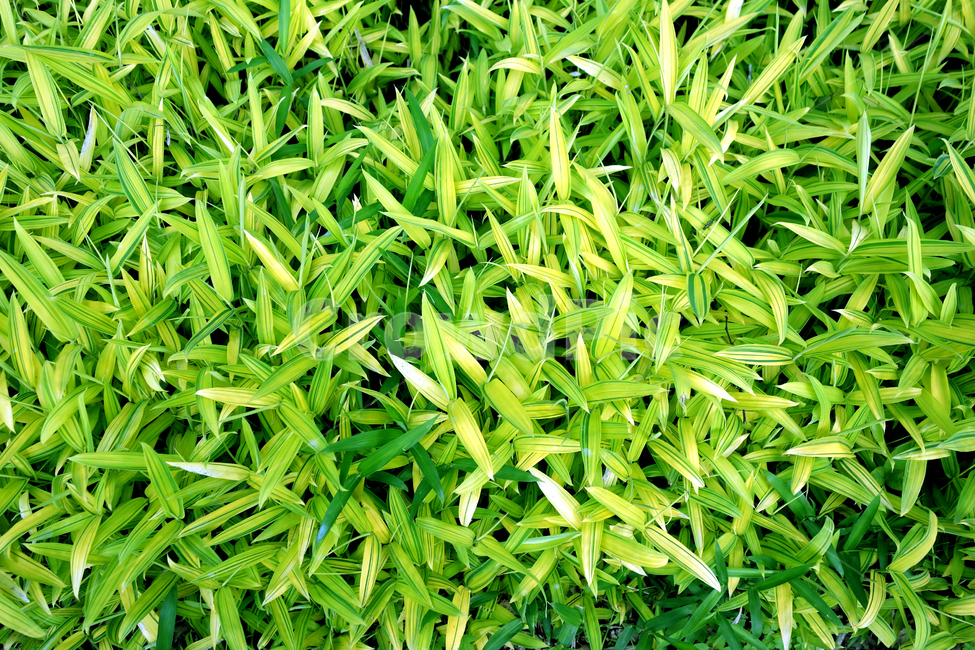 여름,자연,초록,맑은,힐링,울창한,싱그러운,leaves,감성,배경,바탕,여유,식물,숲속,휴식,희망,가을,청명한,고요한,신선한,공기,식물,자연,plants,nature