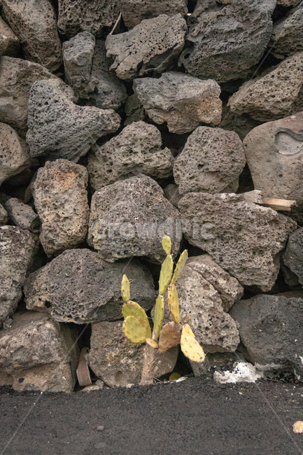 선인장,현무암,돌담,cactus,stonefence,틈새핀꽃,식물,자연,plants,nature