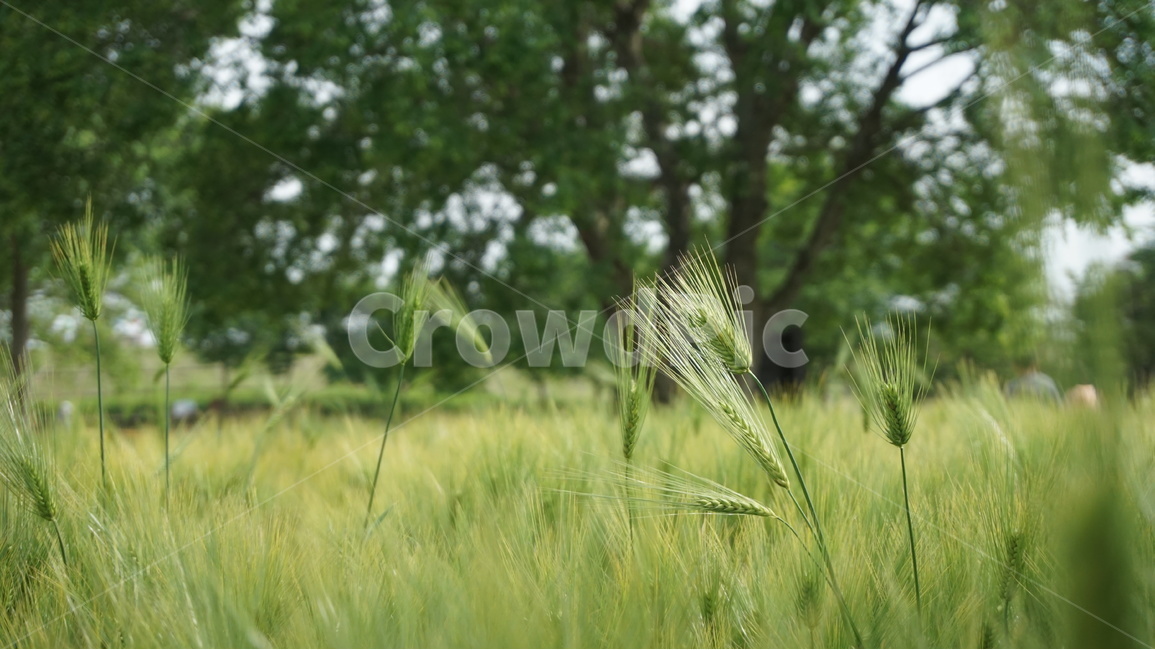 cute,보리,청보리,식물,자연,plant,green,초록,보리밭,nature,밭,시원함,cool,식물,자연,plants,nature,곡류,곡식,cereals,산업,industry,industrial,농업,농사,agriculture,farming,farming industry