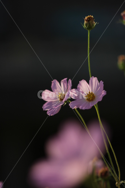 꽃,코스모스,flower,cosmos,가을,가을,계절,fall,autumn,season,식물,자연,plants,nature,꽃,flower,plant,geranium,제라늄,blossom