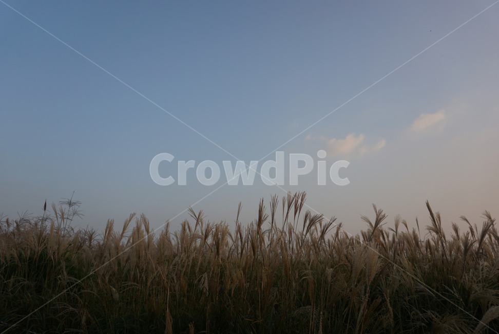 grass,plant,식물,lawn,잔디,갈대밭,하늘