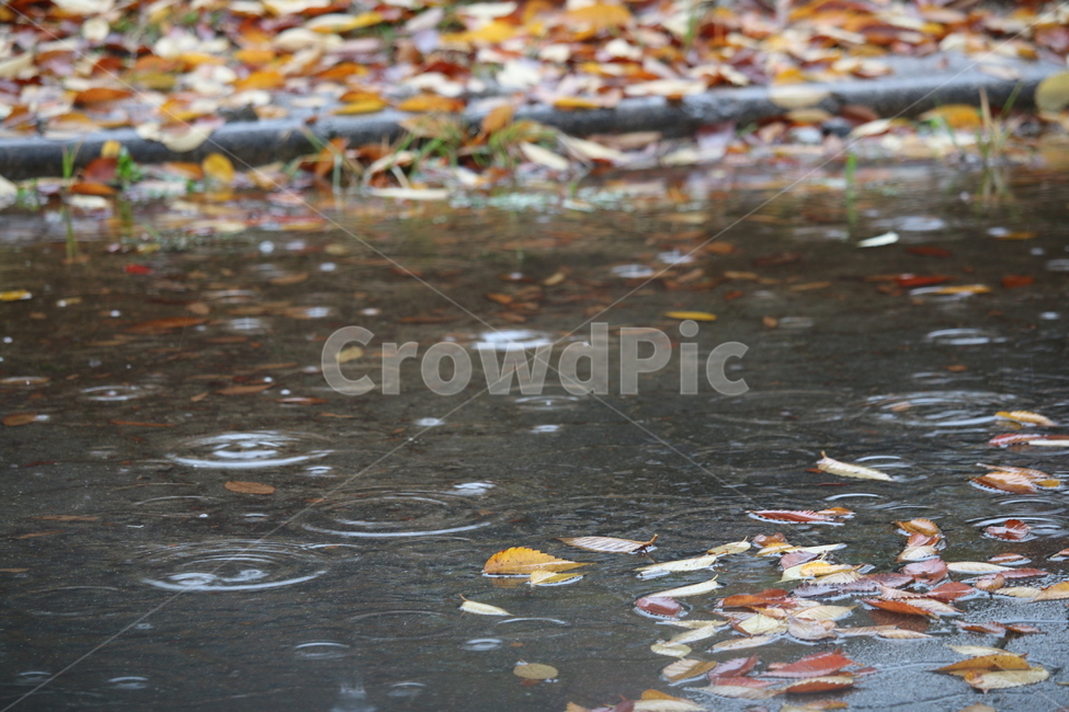 비오는날,가을,빗방울,낙엽,풍경,가을,계절,fall,autumn,season,비,비오는날,rain,rainy,water,물,outdoors,옥외