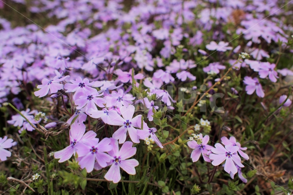 잔디꽃,풀꽃,들꽃,꽃잎,보라꽃,봄날,감성,식물,자연,plants,nature,꽃,flower