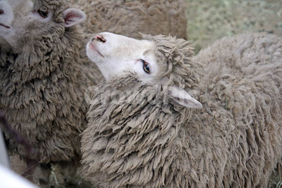 동물원,동물,양,zoo,sheep,animal,동물,animal,포유류,mammal,산업,industry,industrial,목축업,목장,livestock farming,ranching,pasture