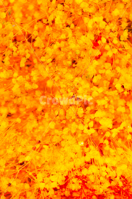 driedflower,babysbreath,꽃잎,노랑,leaf,잎,plant,식물,식물,자연,plants,nature,꽃,flower