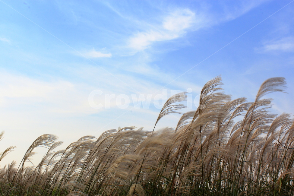 date,love,landscape photography,strong,forest,cloud,healing,Eokse Forest,fall,Sky Park,plants,season,Seoul Sky Park,Emotion,Date course,park,sensible,rest,green,warmth,nature,like,autumn background,reed,relaxation,autumn scenery,Silver grass background,fe