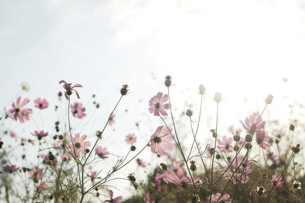코스모스,가을,가을꽃,꽃,풍경,가을,계절,fall,autumn,season,식물,자연,plants,nature,꽃,flower,plant,petal,꽃잎,blossom