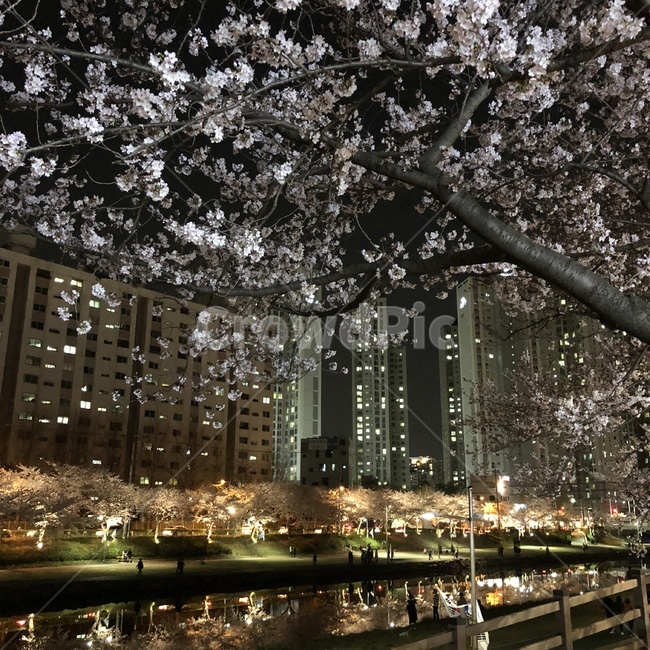 벚꽃,봄,야경,온천천,불빛
