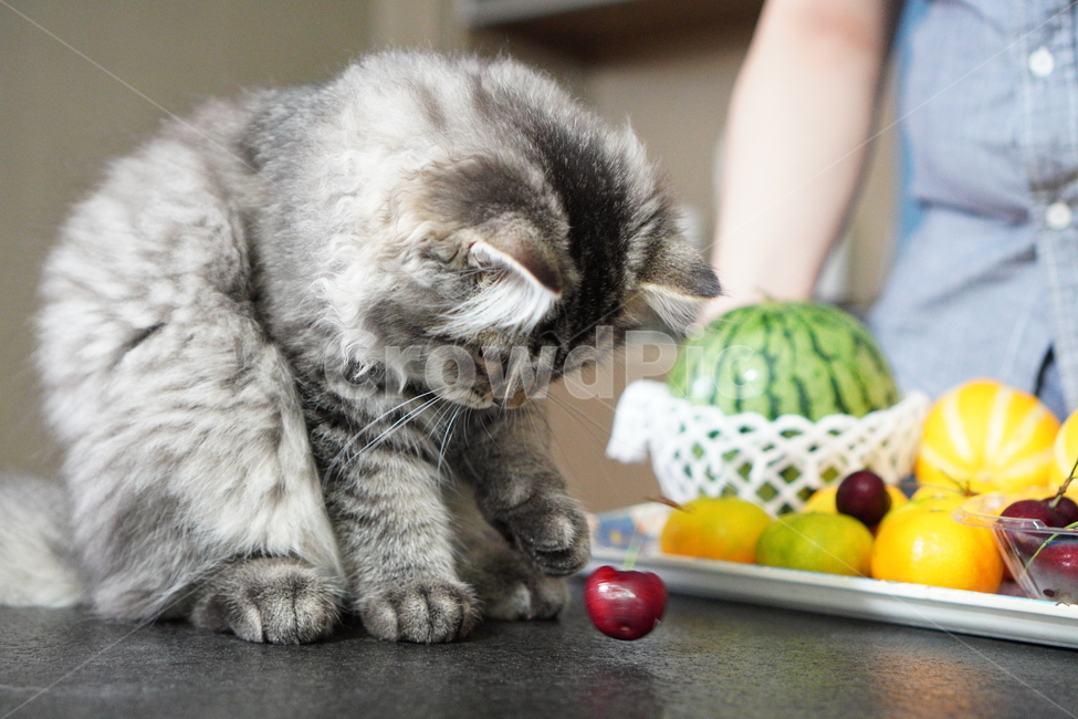 고양이,어린고양이,귀여운고양이,페르시안고양이,냥이,야옹이,반려묘,cat,cutecat,동물,animal,포유류,mammal,고양이,cat,kitten,kitty