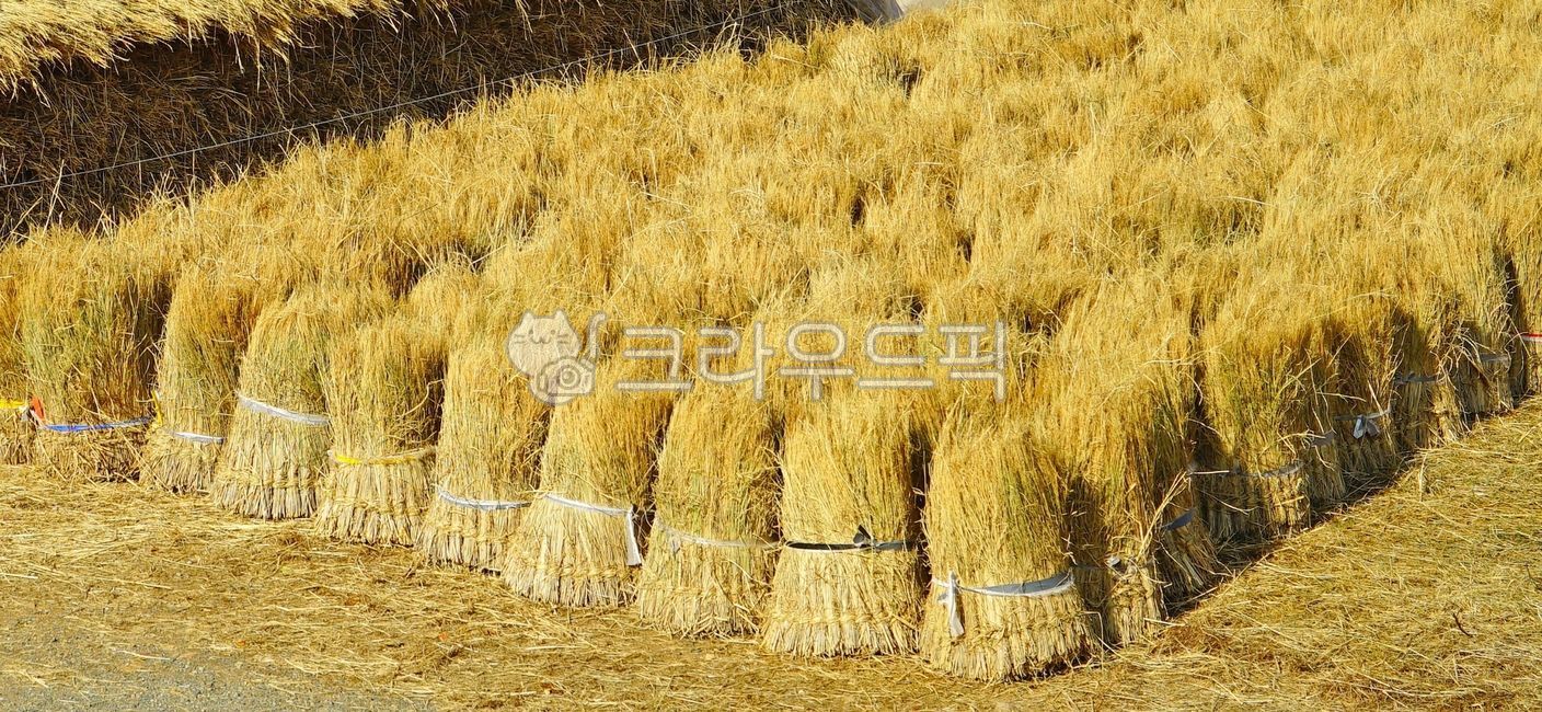볏단,볏짚,벼농사,추수,벼,가을
