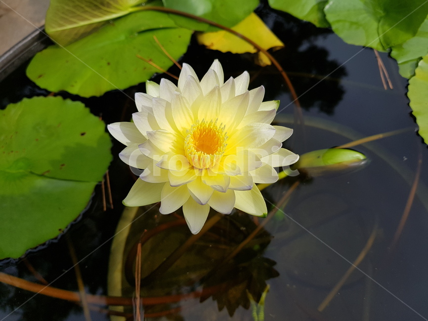 식물,꽃,flower,연꽃,lotus,자연,nature,식물,자연,plants,nature,꽃,flower