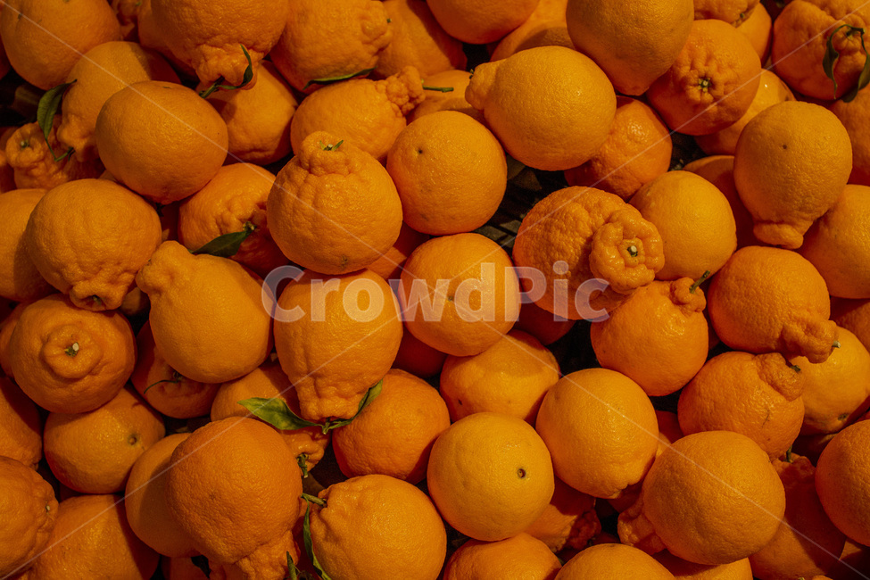 agriculture,autumn,background,color,fall,farm,food,fresh,fruit,harvest,healthy,market,natural,nature,orange,organic,pile,raw,ripe,season,seasonal,sweet,vegetable,yellow,오렌지,과일,디저트,달콤,과즙,귤
