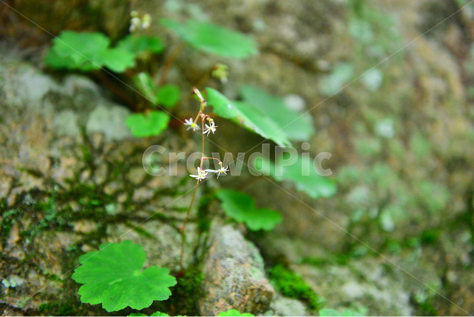 설악산,야생화,천불동계곡,바위떡풀,꽃,식물,자연,plants,nature,꽃,flower