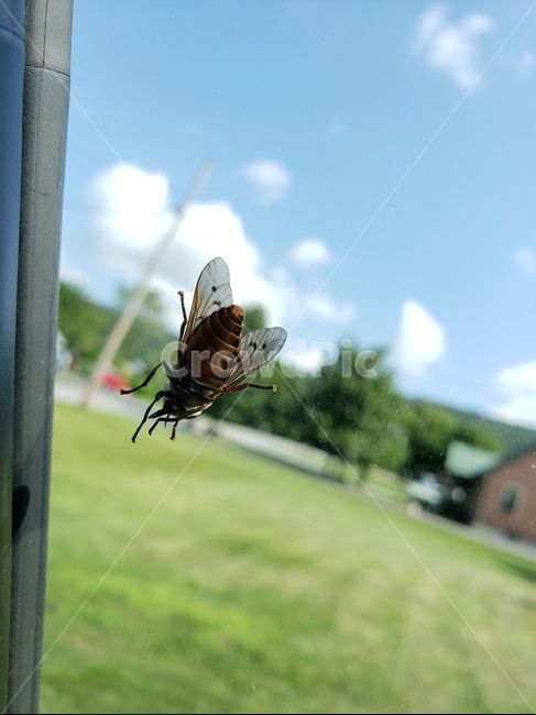 파리,똥파리,곤충,fly,insect,곤충,벌레,insect,bug