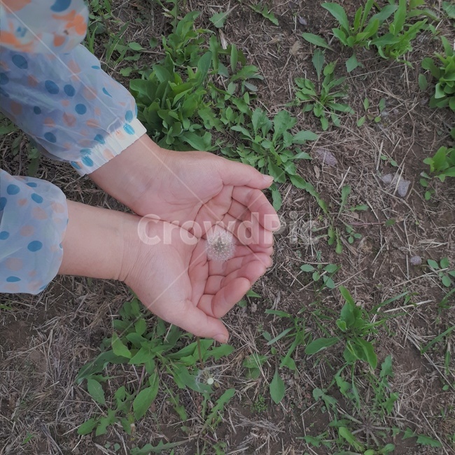 민들레,봄소풍,산책,생명,공원,들꽃,꽃이있는자연,식물,자연,plants,nature,꽃,flower